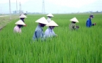 Phát triển dịch vụ nông nghiệp: Niềm vui cho nhà nông