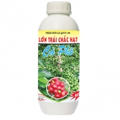 LỚN TRÁI CÀ PHE