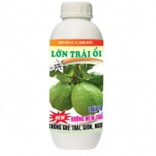 LỚN TRÁI ỔI